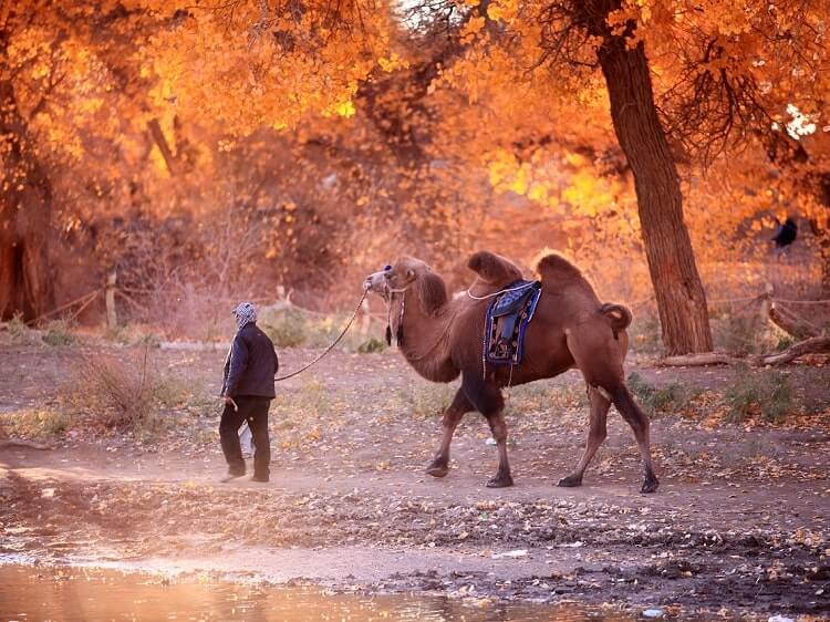 Man with camel in Xinjiang China