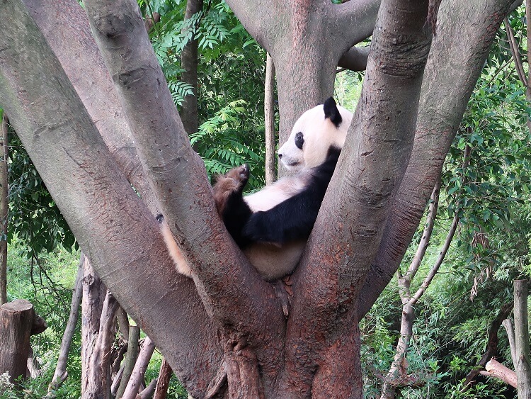 Seeing pandas is one of the benefits of teaching in China that no on tells you about