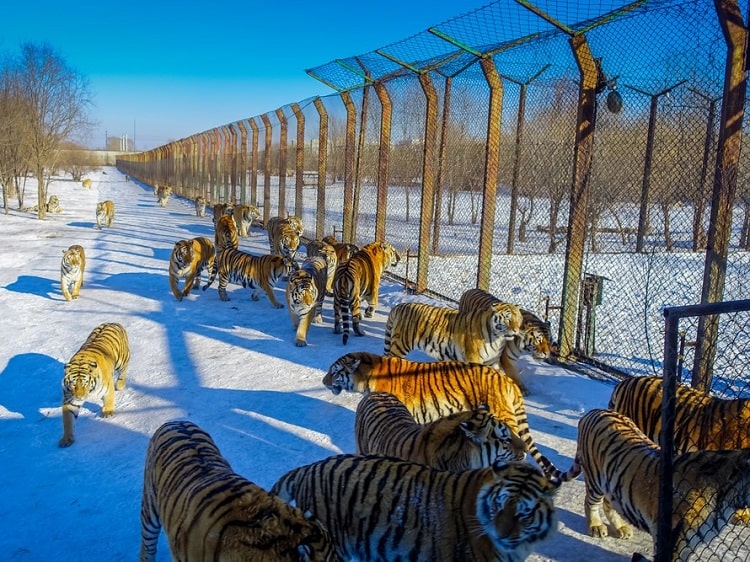 Siberian Tiger Park in winter